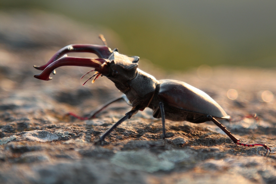 Robil_nám_spoločnosť_celú_noc