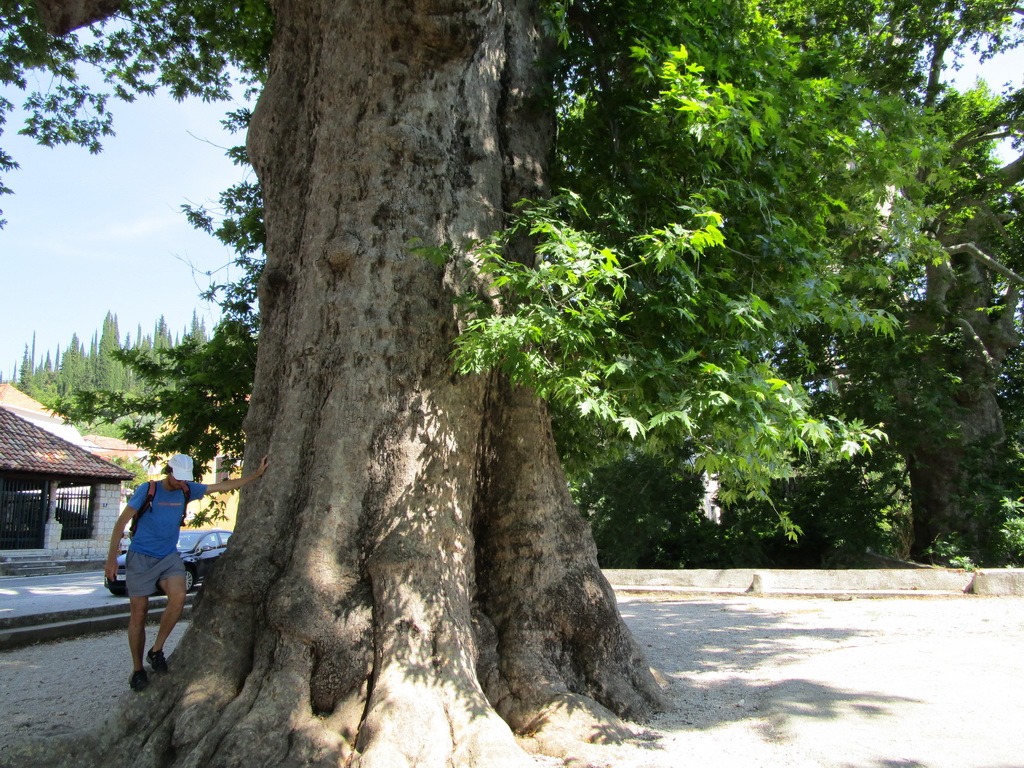 zatiaľ_najväčší_strom_aký_som_videl_naživo