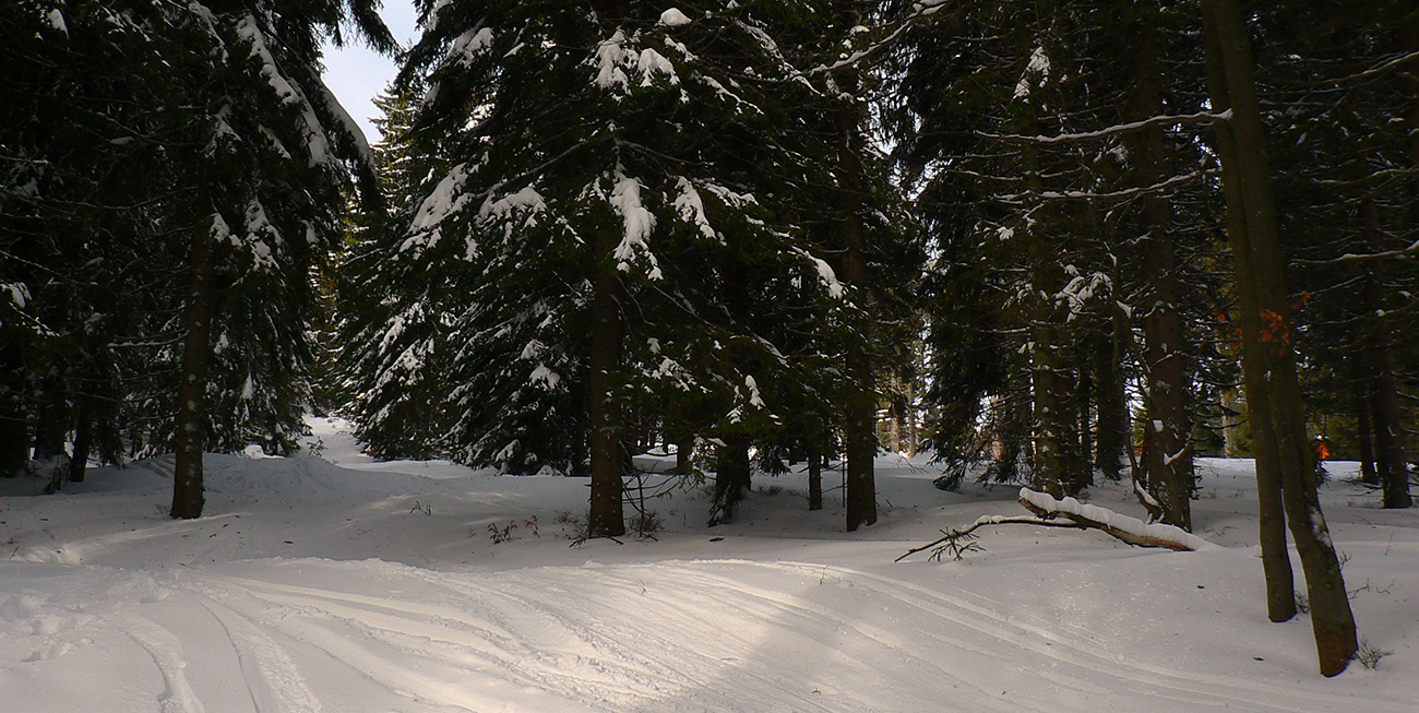 Beriem_zarastajúci_výsek_povedľa_najdlhšej_zjazdovky_(tá_presvitá_vpravo).