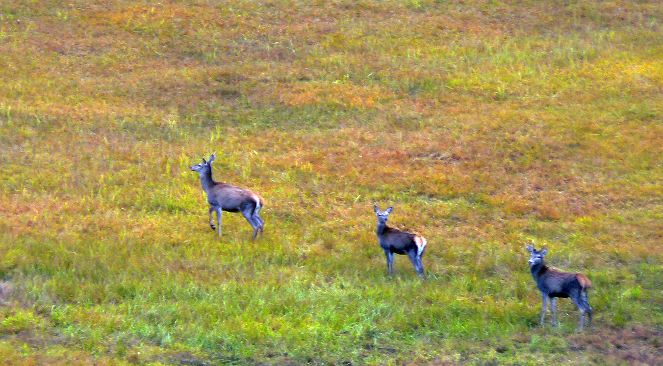 Tu_v_okolí_je_veľa_vysokej,_vždy_som_čosi_vyplašil,_keď_som_sa_tu_motal.