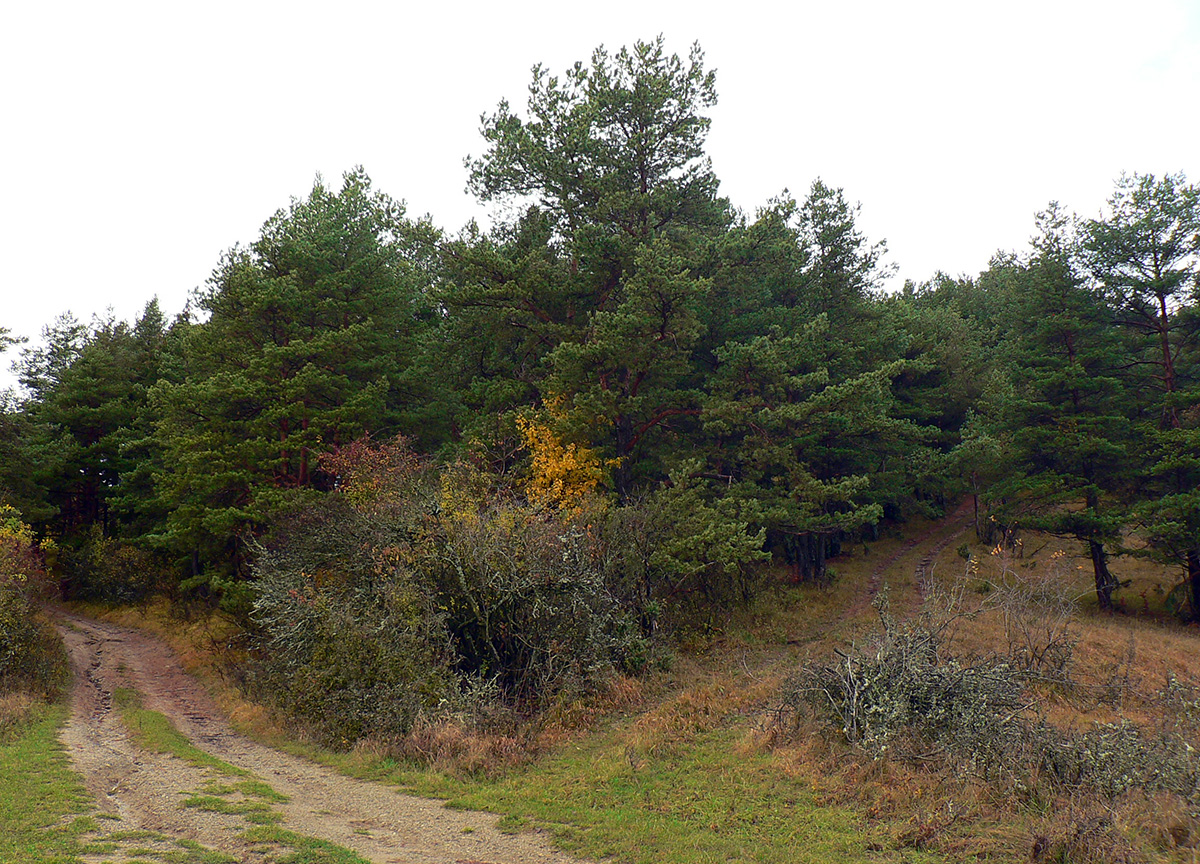 ...ale_predtým_ma_ešte_zlákajú_dve_cesty_doľava_do_kopca._Nejaké_sú_moc_spevnené,_preto._